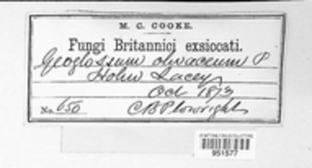 Microglossum olivaceum image